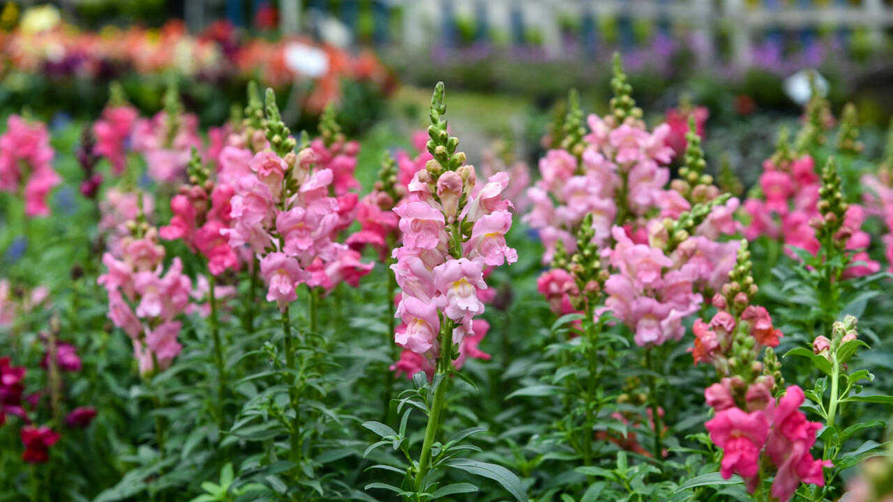 Viele Sommerblumen blühen früher, wenn sie frühzeitig ausgesät werden. Viele Sommerblumen blühen früher, wenn sie frühzeitig ausgesät werden.
