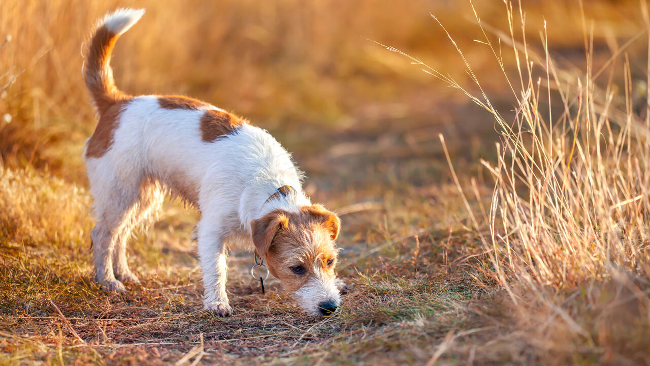 Hunde haben ihre Schnauze überall – und kommen dabei mit allerlei für Menschen gefährlichen Keimen in Kontakt.