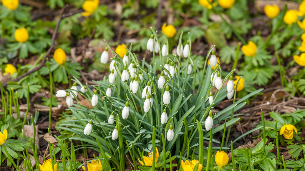 Im März beginnt die Zeit der Frühblüher. Im März beginnt die Zeit der Frühblüher.