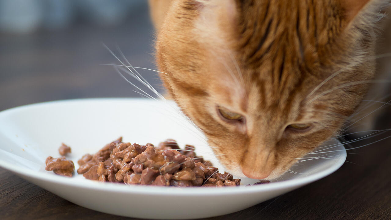 Mit welchem Futter wird die Katze langfristig optimal versorgt? Wir haben 21 Nassfutter für Katzen überprüft.