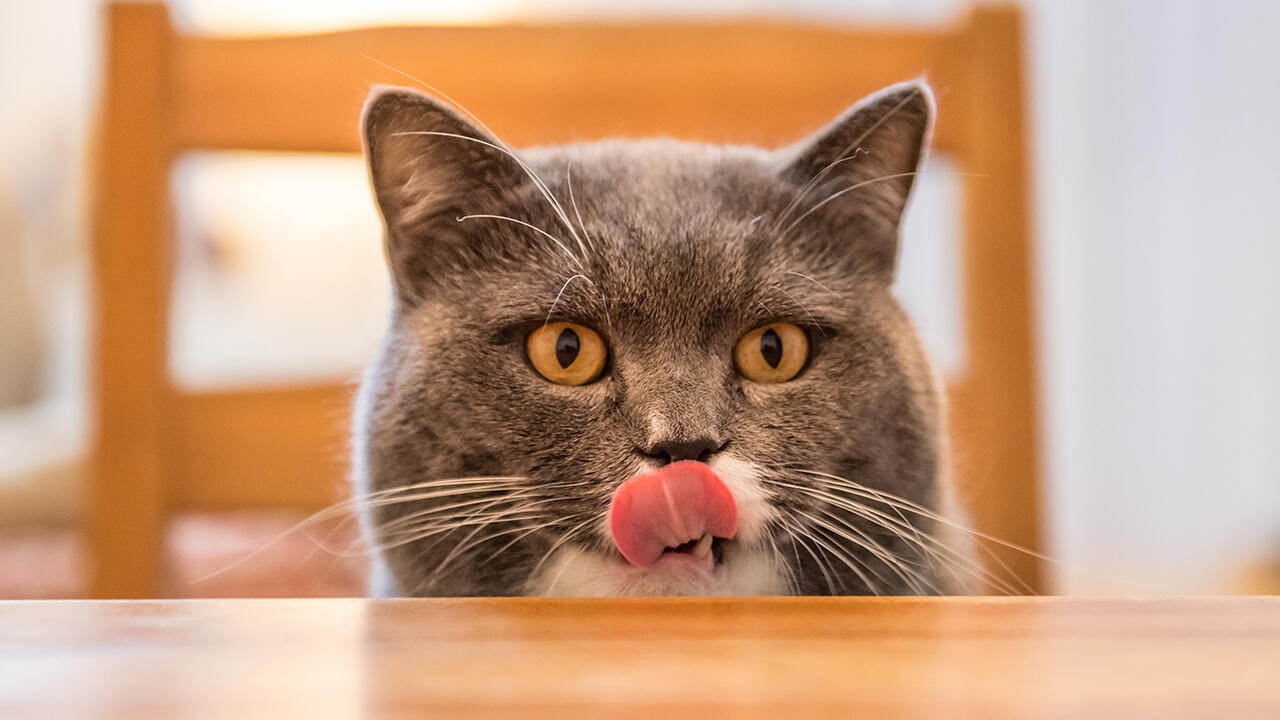 Katzen sollten nicht zu viel Futter gefüttert werden. Das ist wichtig für ihre Gesundheit und auch besser für die Umwelt.