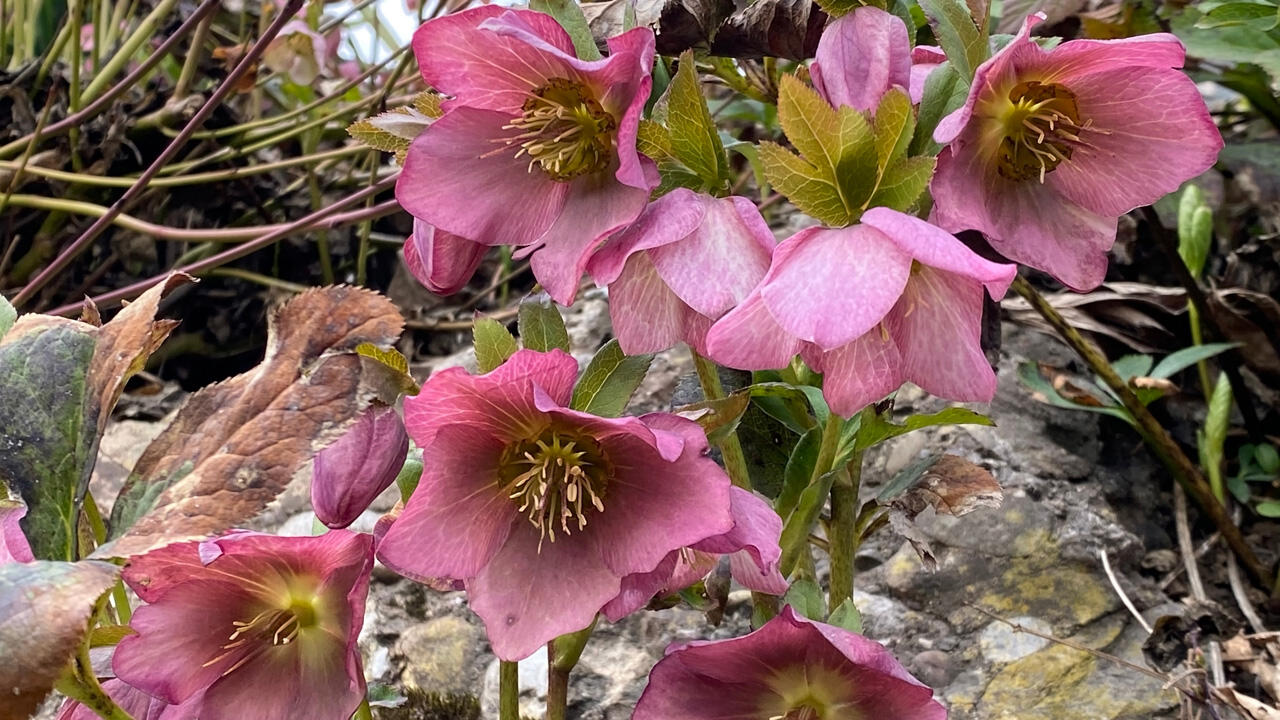 Lenzrose Lenzrose