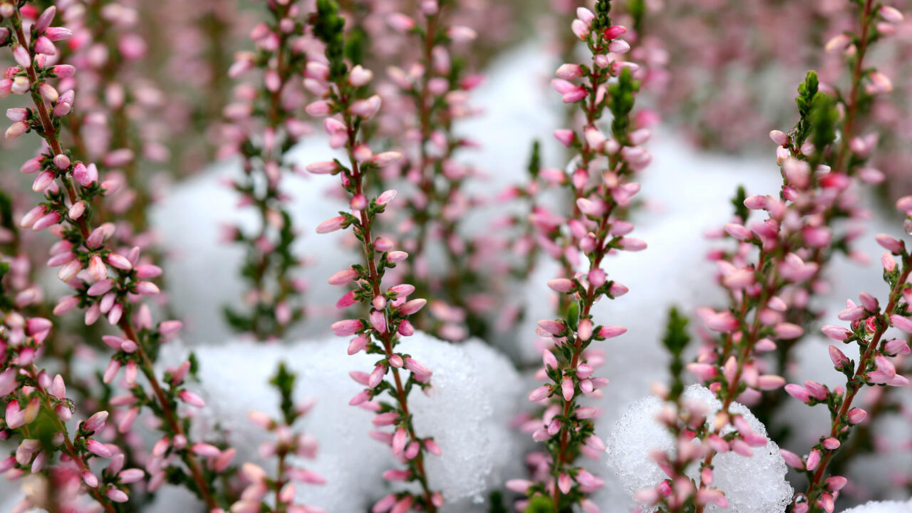Schneeheide Schneeheide