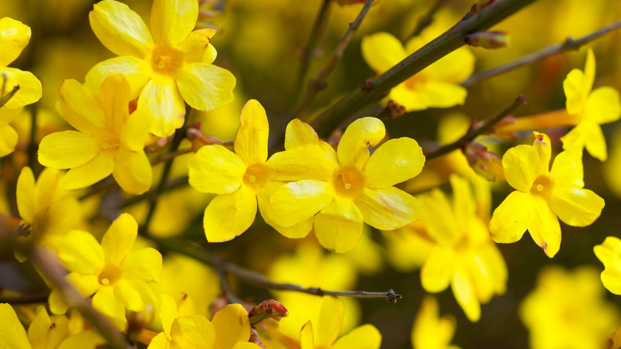 Winterjasmin Winterjasmin