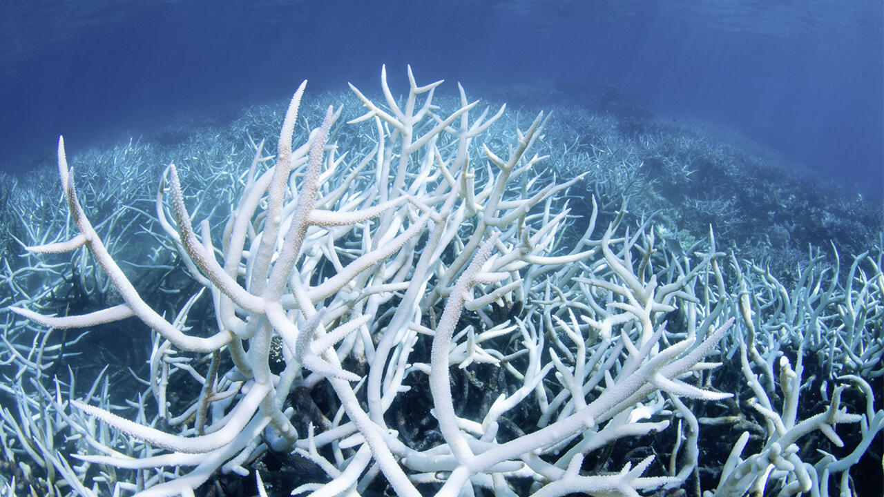 Versauerung der Meere: Gespenstische Bilder von Riffskeletten zeugen davon, wie krank die Meere wirklich sind. 