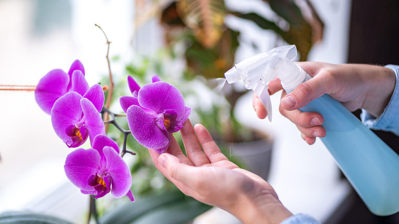 Die Orchidee kommt ursprünglich aus dem Regenwald und mag es warm und feucht.