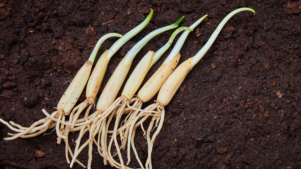 Bärlauch können Sie als Jungpflanze im Gartenfachhandel kaufen und in den Garten pflanzen. Bärlauch können Sie als Jungpflanze im Gartenfachhandel kaufen und in den Garten pflanzen.