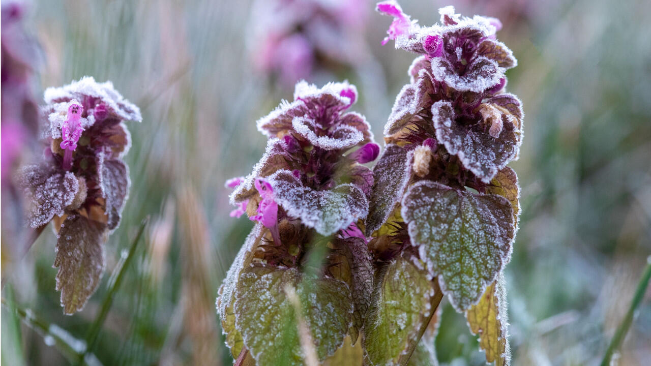 Im Frühling kann es in den Nächten noch zu Frost kommen, der Blumen schadet. Im Frühling kann es in den Nächten noch zu Frost kommen, der Blumen schadet.