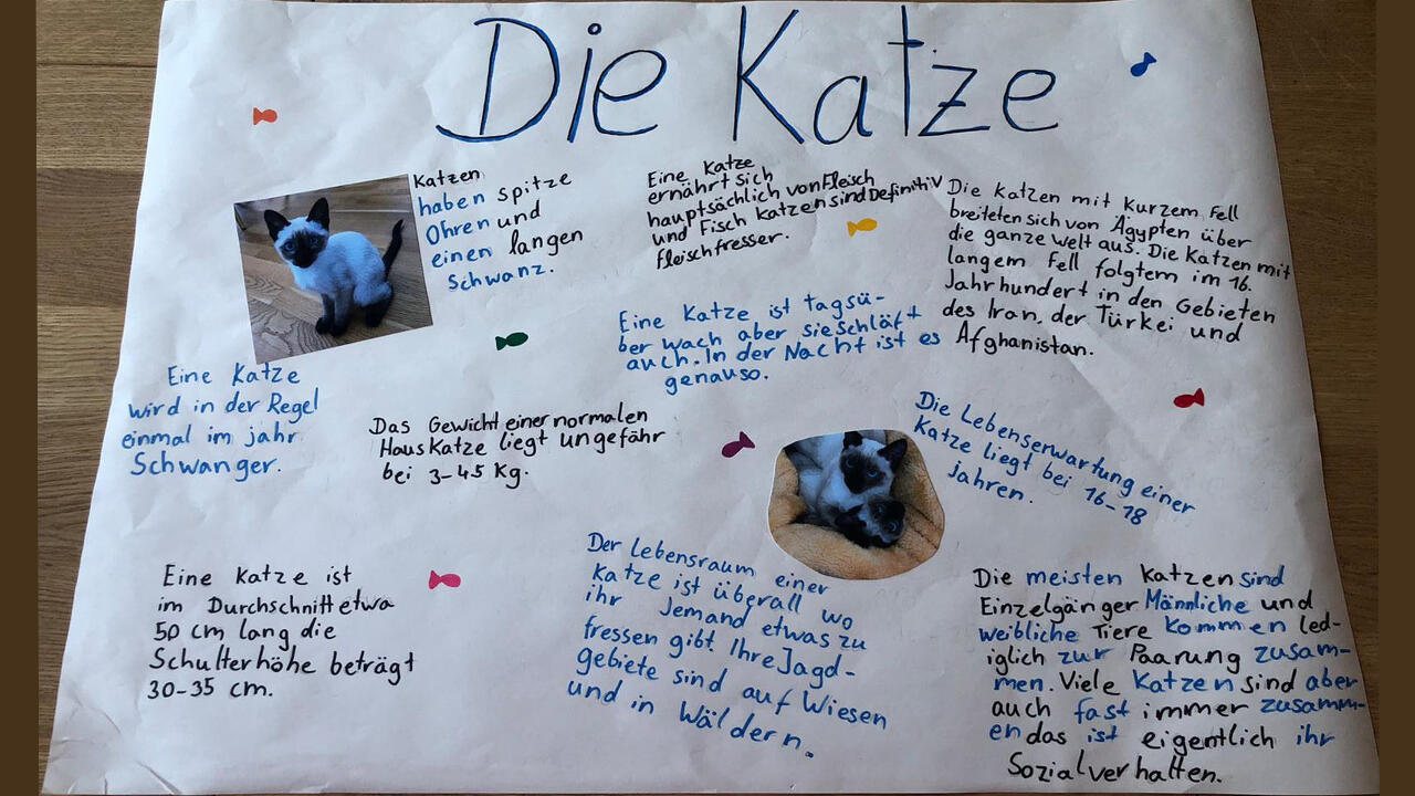 Aufgabe im Sachunterricht: Ein Katzenplakat gestalten. 