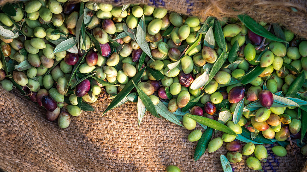 8,1 Millionen Tonnen Oliven wurden 2020 in Spanien geerntet. Damit ist Spanien mit großem Abstand vor Italien und Griechenland das größte Anbauland für Oliven. 