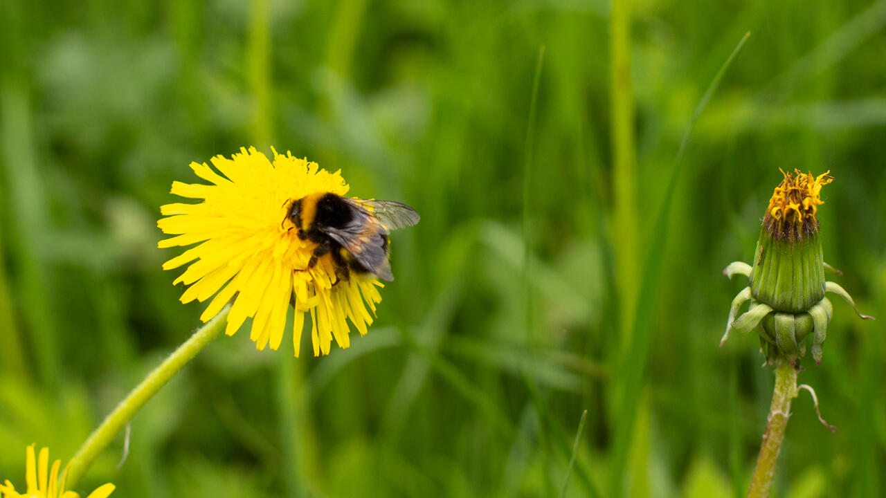 Hummeln benötigen von Frühjahr bis Herbst ein ununterbrochenes Nahrungsangebot Hummeln benötigen von Frühjahr bis Herbst ein ununterbrochenes Nahrungsangebot