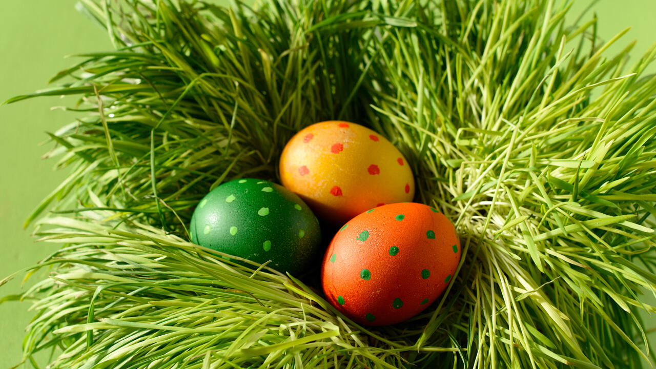 Ostergras ist ein schöner Brauch und eine hübsche Deko zu Ostern. Ostergras ist ein schöner Brauch und eine hübsche Deko zu Ostern.