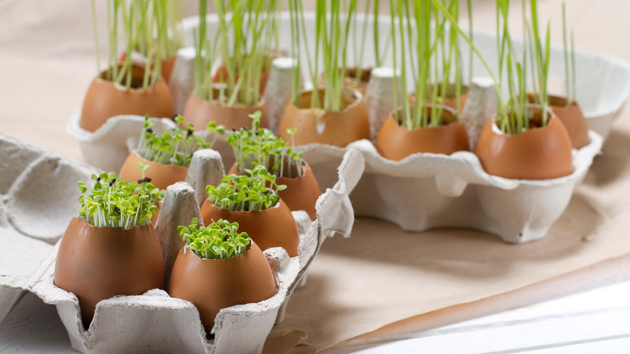 Gartenkresse kann ein Ersatz für Ostergras sein. Gartenkresse kann ein Ersatz für Ostergras sein.