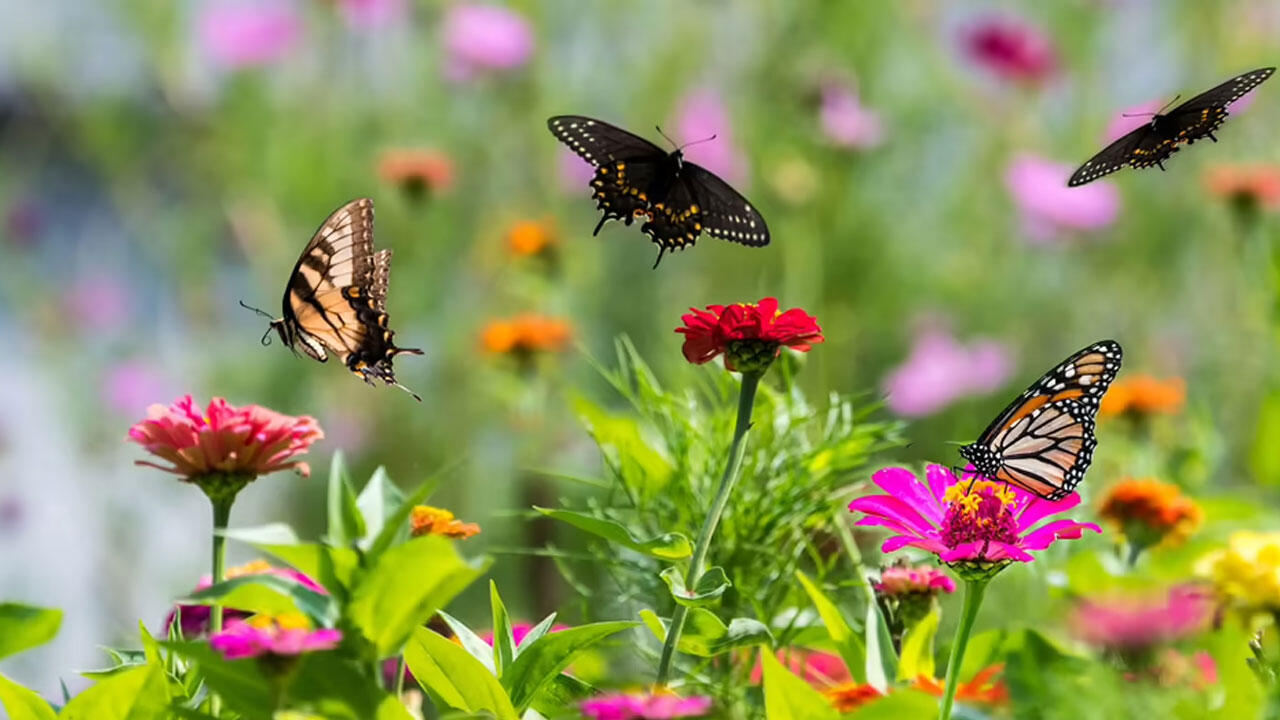 Bei heimischen Wildblumen finden Schmetterlinge die meiste Nahrung. Bei heimischen Wildblumen finden Schmetterlinge die meiste Nahrung.