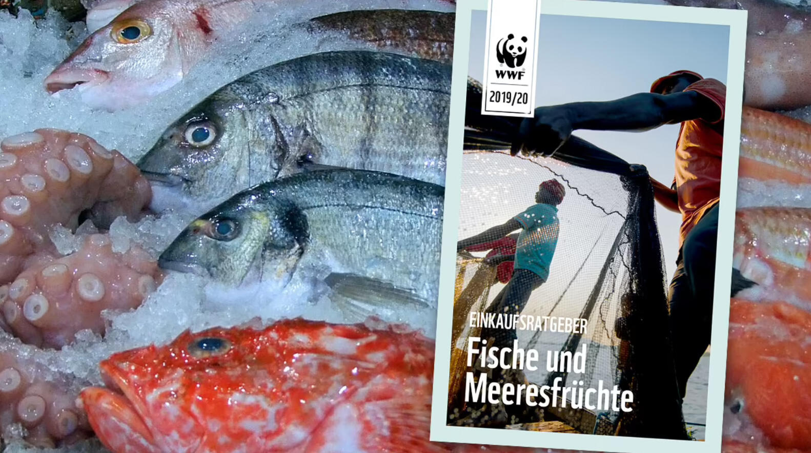 Der WWF-Fischratgeber listet Fischarten auf, die noch nicht überfischt sind.