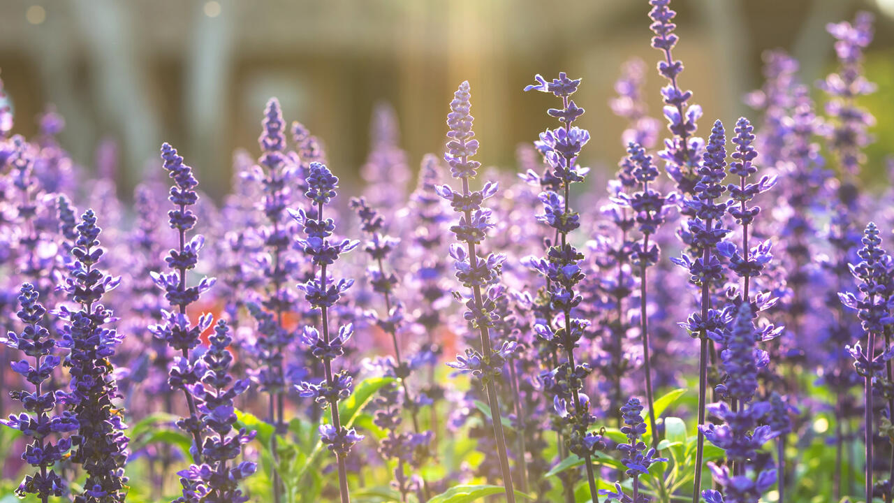 Echter Salbei erinnert auf den ersten Blick an Lavendel, mit dem er auch verwandt ist.