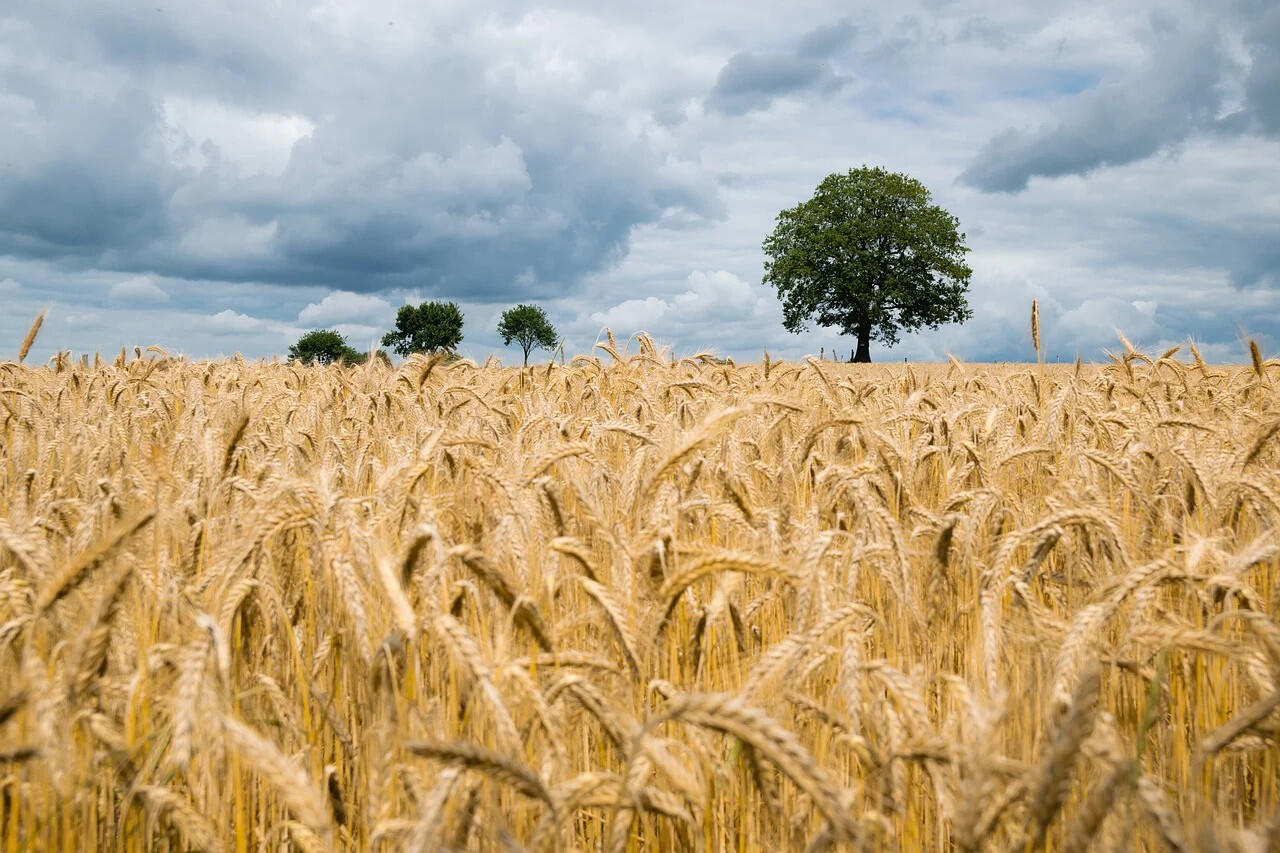 Weizen ist weitverbreitet, dabei gibt es Ur- und Pseudogetreide wie Hirse oder Quinoa als Alternativen Weizen ist weitverbreitet, dabei gibt es Ur- und Pseudogetreide wie Hirse oder Quinoa als Alternativen