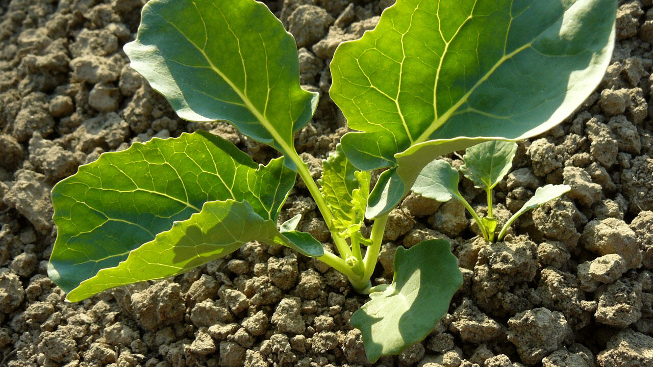 Brokkoli liebt nährstoffreichen, kalkhaltigen Boden und einen sonnigen Standort.