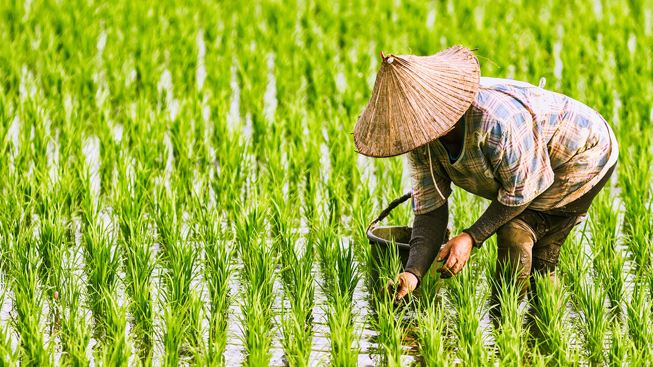 Reisfeld: Reis wird mit den Wurzeln unter Wasser angebaut.