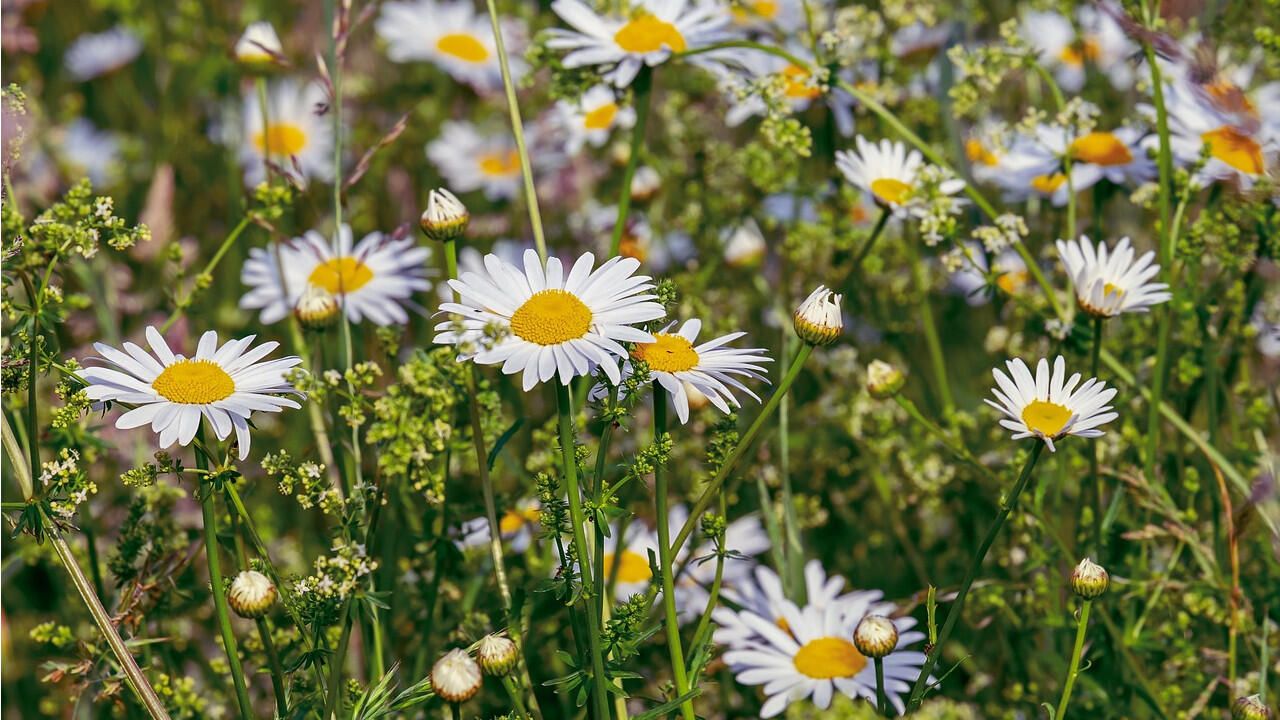 Gänseblümchen sind essbar und liefern wertvolle Bitterstoffe. Gänseblümchen sind essbar und liefern wertvolle Bitterstoffe.