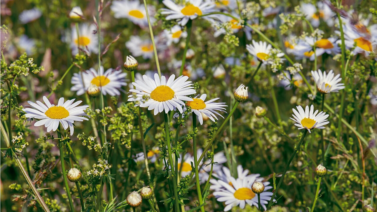 Gänseblümchen sind essbar und liefern wertvolle Bitterstoffe.