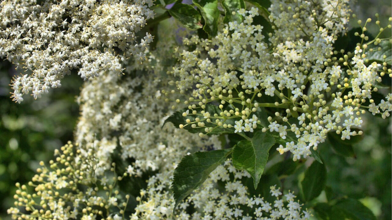 Die hellen, weiß-gelben Blüten des Holunderstrauchs können Sie trocknen und essen. Die hellen, weiß-gelben Blüten des Holunderstrauchs können Sie trocknen und essen.