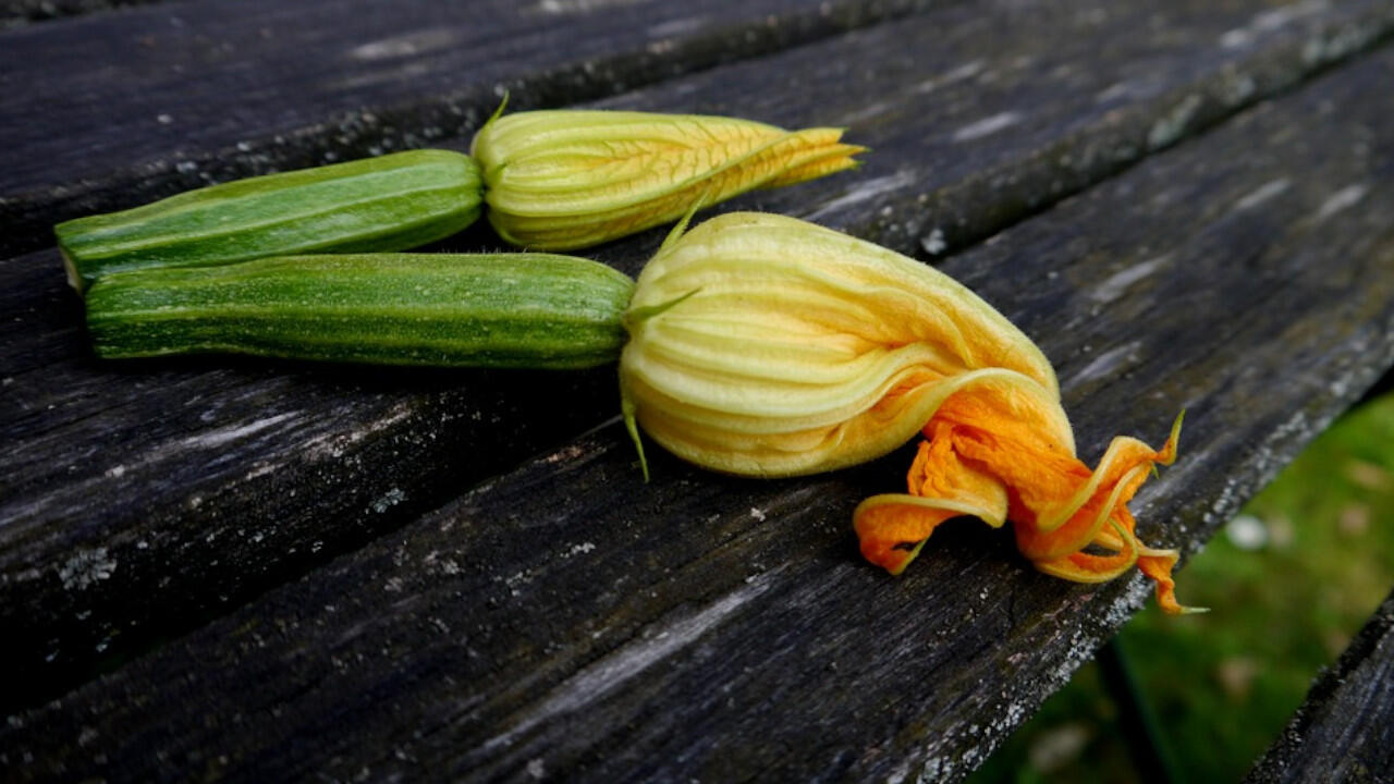 Zucchiniblüten lassen sich wunderbar füllen und kalt oder frisch frittiert genießen. Zucchiniblüten lassen sich wunderbar füllen und kalt oder frisch frittiert genießen.