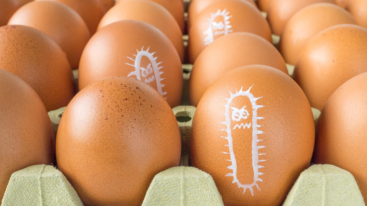 Auf Eierschalen und in Eierkartons können Krankheitserreger haften, da Eier nur grob gereinigt werden.