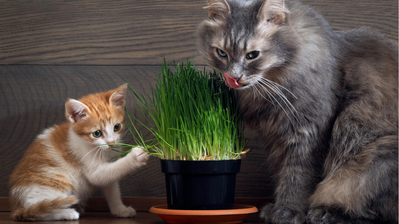 Viele Katzen mögen Katzengras, die Gräser sind bei der Pflege recht anspruchslos.
