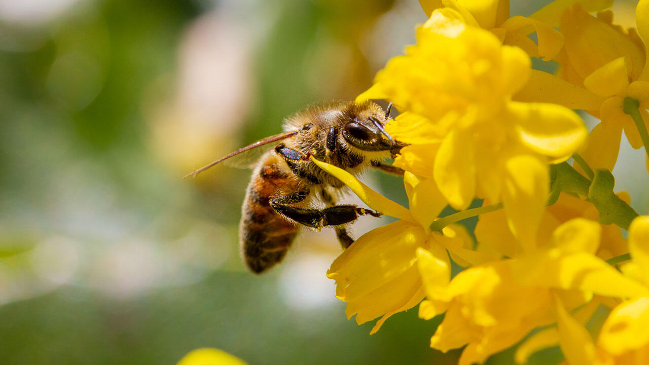 Darüber hinaus schädigt Glyphosat schädigt Bienen und andere Insekten direkt und indirekt.