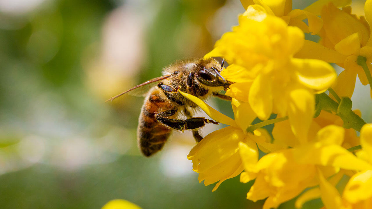Darüber hinaus schädigt Glyphosat schädigt Bienen und andere Insekten direkt und indirekt. Darüber hinaus schädigt Glyphosat schädigt Bienen und andere Insekten direkt und indirekt.