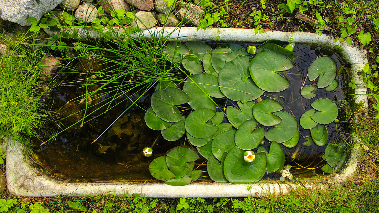 Ein Wasserreservoir im Garten lässt sich zum Beispiel auch in einer Wanne anlegen.