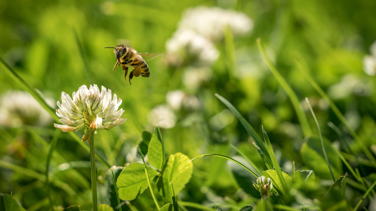 Klee im Rasen freut Bienen. Klee im Rasen freut Bienen.