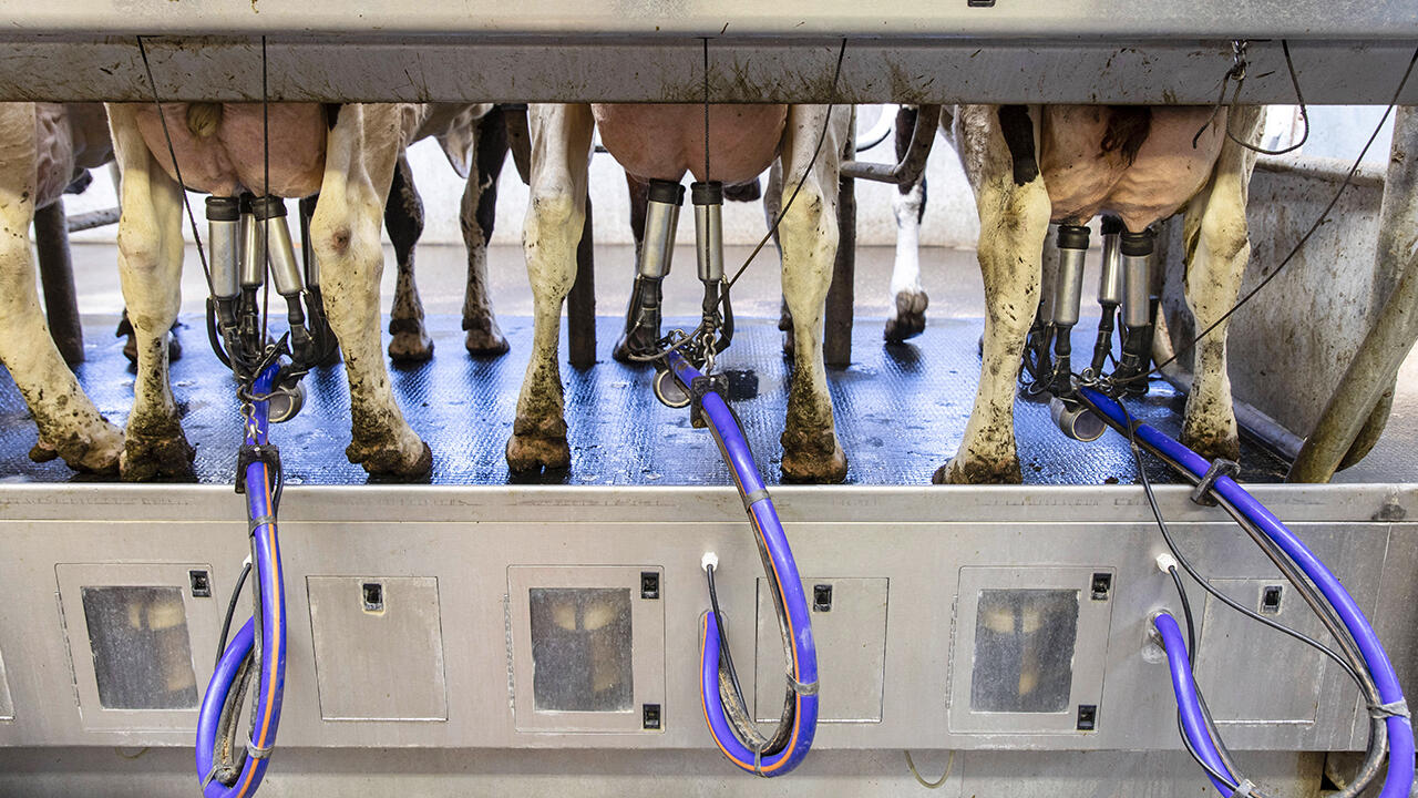 Milchkühe müssen viel Milch geben. Bio-Kühe stehen nicht unter ganz so hohem Druck wie Kühe in den meisten konventionellen Betrieben. Milchkühe müssen viel Milch geben. Bio-Kühe stehen nicht unter ganz so hohem Druck wie Kühe in den meisten konventionellen Betrieben.