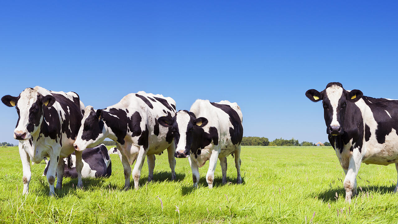 Ein Auslauf auf der Weide sollte für Bio-Kühe verpflichtend sein.