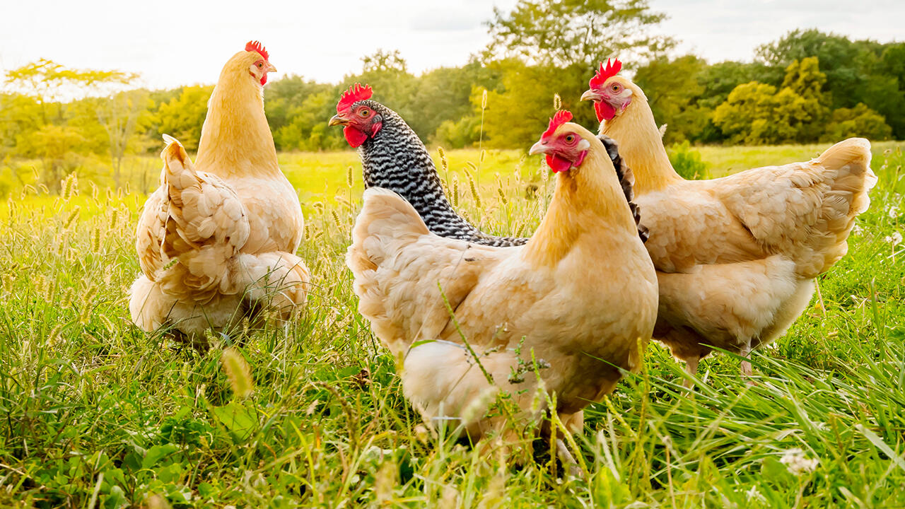 Hühner leben eigentlich von Natur aus in kleinen Gruppen von fünf bis 20 Hennen plus einem Hahn.