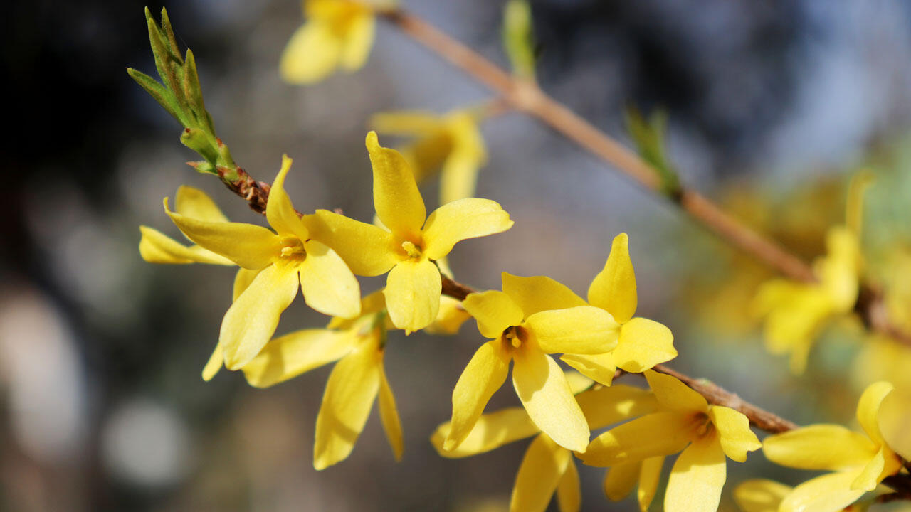 Forsythien blühen zwar leuchtend schön – sind aber für Insekten wertlos.