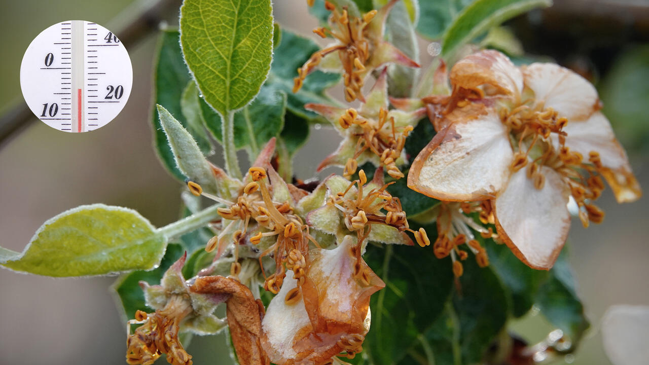 Vor allem Obstbauern fürchten Kälteeinbrüche im April und Mai, wenn die Bäume in voller Blüte stehen. Vor allem Obstbauern fürchten Kälteeinbrüche im April und Mai, wenn die Bäume in voller Blüte stehen.
