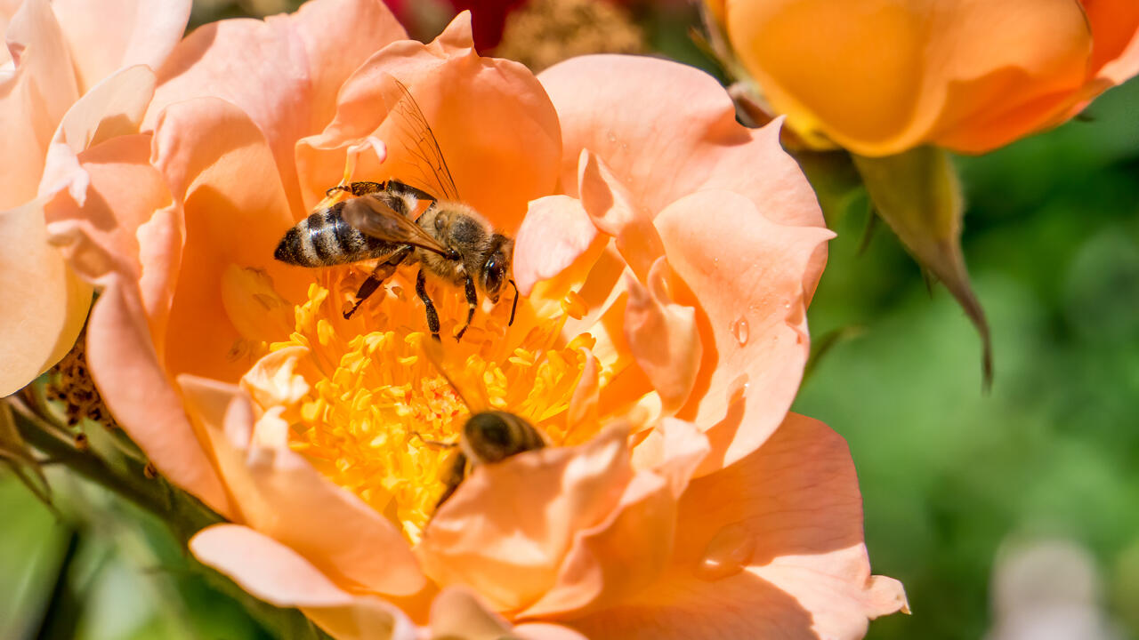 Ungefüllte Rosen bieten Bienen einen guten Zugang zu den Staubgefäßen. Ungefüllte Rosen bieten Bienen einen guten Zugang zu den Staubgefäßen.