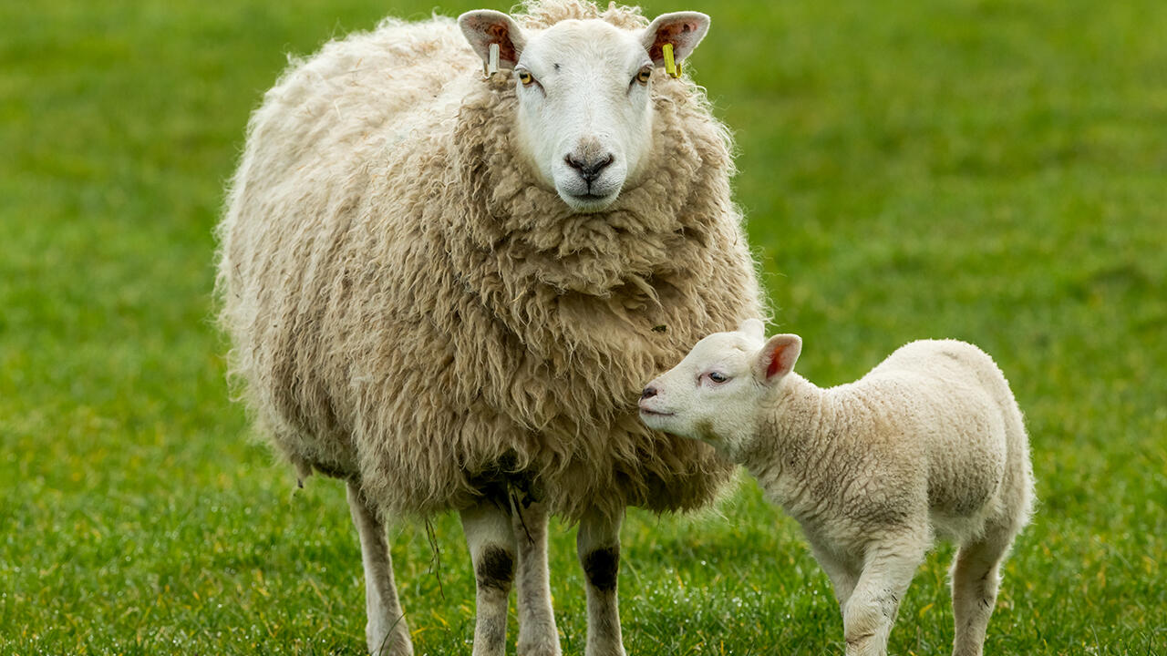 Wird auf hohes Tierwohl wert gelegt, gehören Mutterschaf und Lamm zusammen.