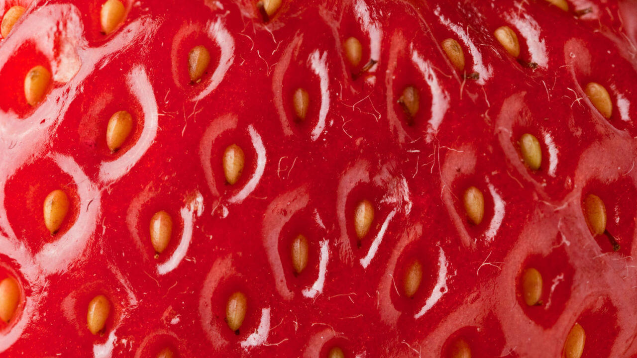Die Scheinfrucht (rot) der Erdbeere und ihre Nüsse (gelblich).