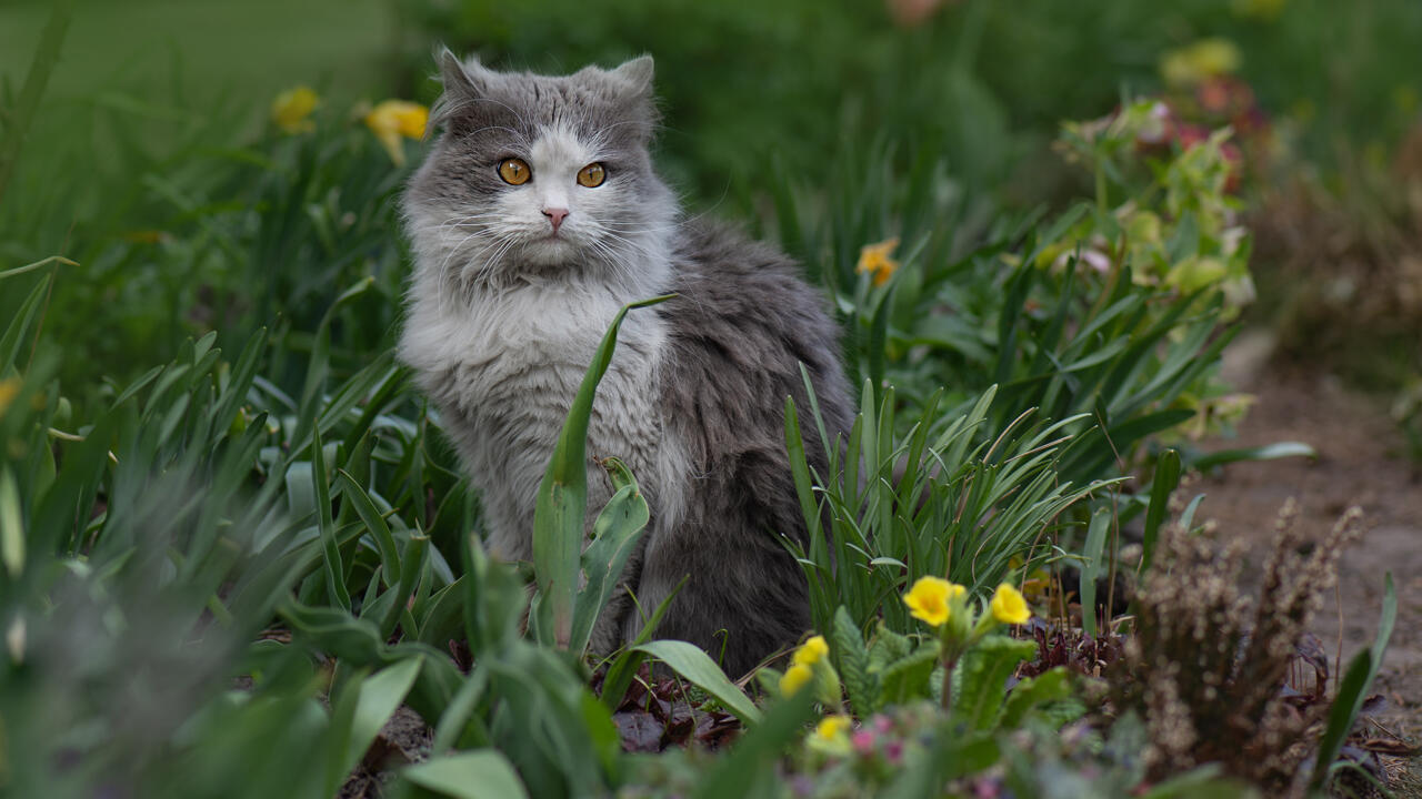 Katze im Beet? Kaffee könnte helfen, sie zu vertreiben. Katze im Beet? Kaffee könnte helfen, sie zu vertreiben.