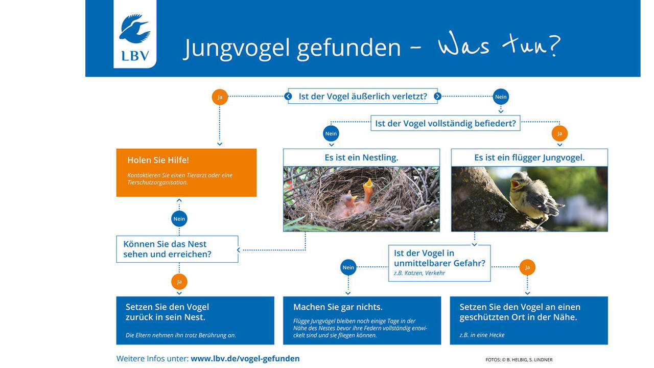 Weitere Infos unter www.lbv.de/vogel-gefunden