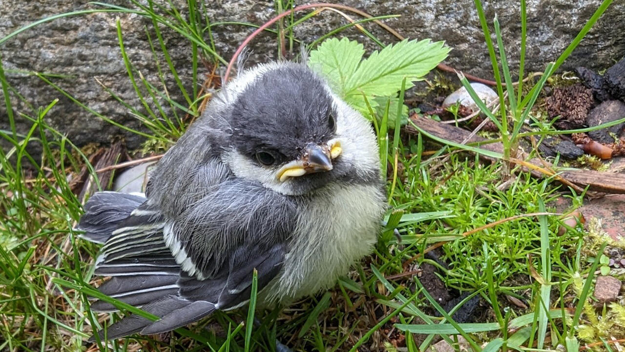 Wenn Sie einen Jungvogel finden, sollten Sie mit Bedacht vorgehen. Die meisten brauchen keine menschliche Hilfe.