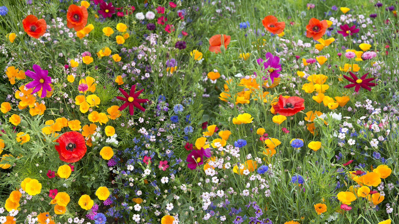 Eine Wildblumen-Wiese: ein Bienen-Paradies und ein buntes Bollwerk gegen das Bienensterben. Eine Wildblumen-Wiese: ein Bienen-Paradies und ein buntes Bollwerk gegen das Bienensterben.