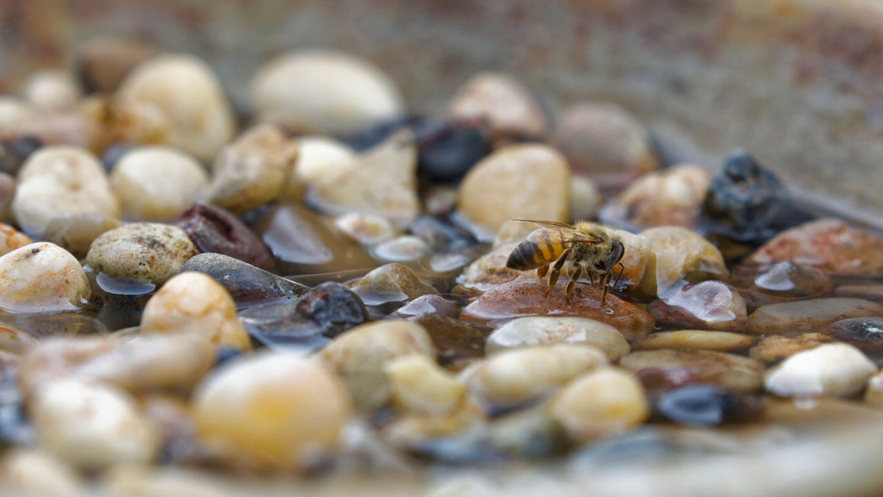 Eine kleine Wasserquelle hilft Bienen an heißen Sommertagen. Eine kleine Wasserquelle hilft Bienen an heißen Sommertagen.