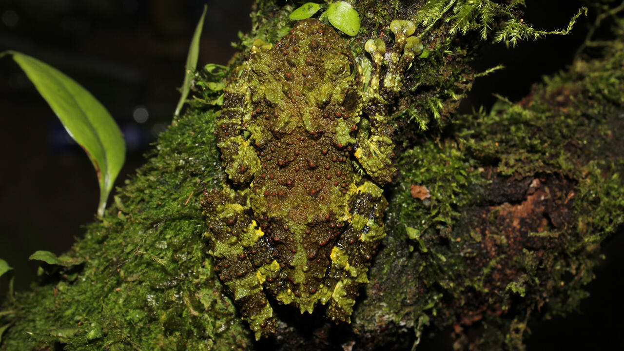 Die undatierte vom WWF zur Verfügung gestellte Aufnahme zeigt die Froschart (Theloderma khoii) aus dem Norden Vietnams. 