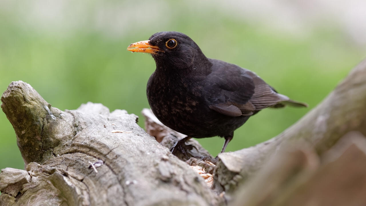 Die Amsel hinterlässt lieblichen Gesang – aber leider hin und wieder auch einen störenden Fleck …