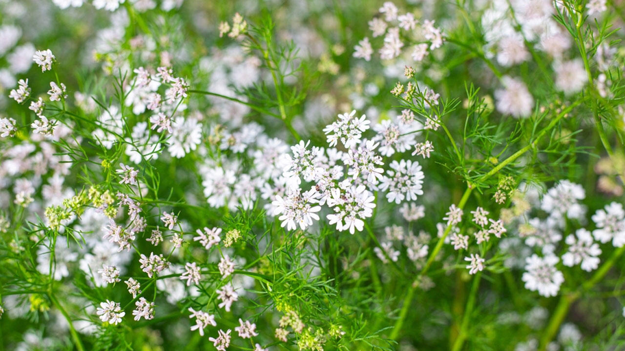 Koriander bildet weiße Blüten aus, die Bienen Nahrung bieten. Koriander bildet weiße Blüten aus, die Bienen Nahrung bieten.