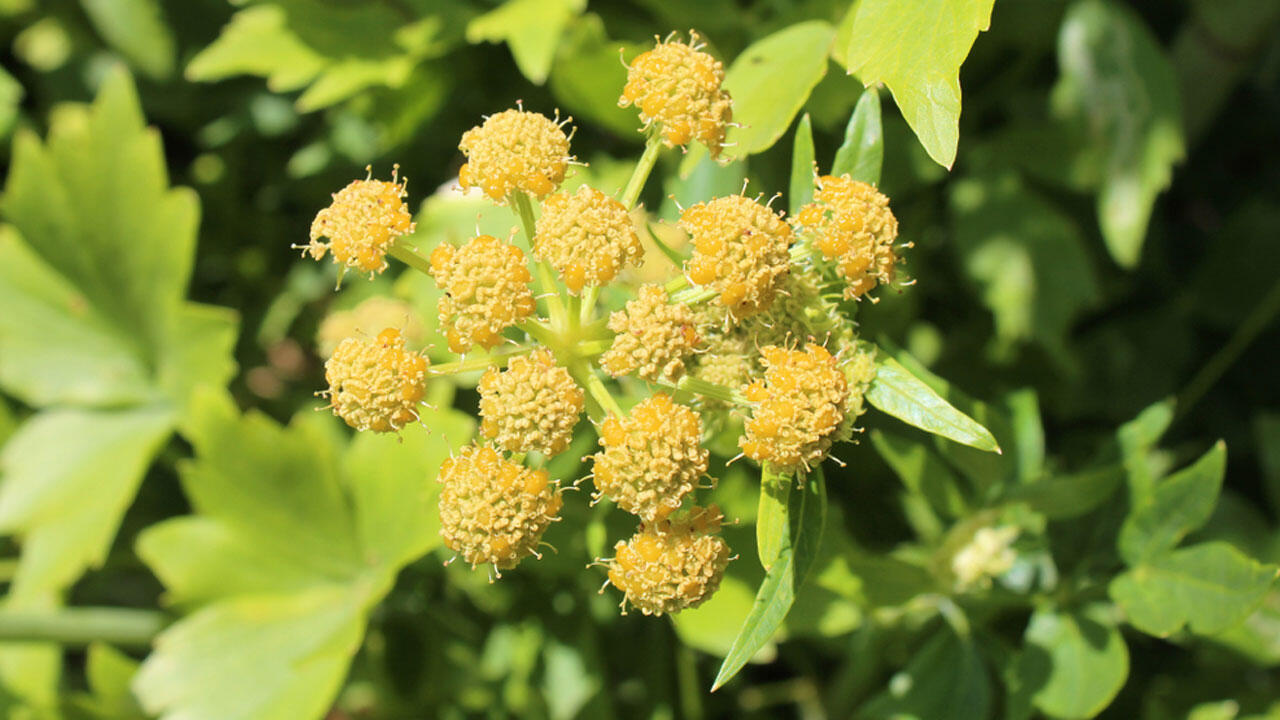 Kräutergarten: Die gelben Blüten des Liebstöckel bieten Insekten Pollen und Nektar. Kräutergarten: Die gelben Blüten des Liebstöckel bieten Insekten Pollen und Nektar.